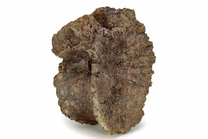 Fossil Tyrannosaur (T rex) Vertebra - Powderville, Montana #356929